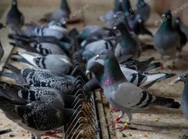 Racing pigeons