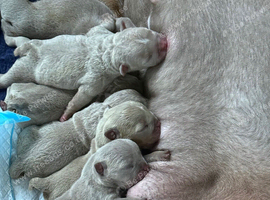 English bulldog puppies