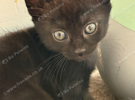 Black kitten