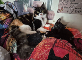 Maincoon x Siamese Babies. Looking for forever LOVING homes now.