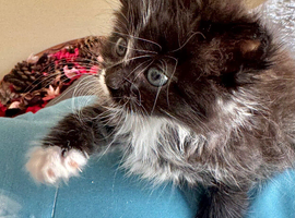 RAGDOLL CROSS KITTENS TO RESERVE