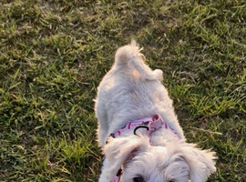 Miniature Schnauzer puppies