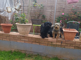 Yorkie poo