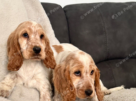 2 show type cocker spaniel puppies boy and girl