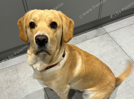 Reluctant sale Labrador X Sprocker, absolutely no fault of his own.