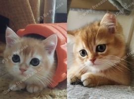 Beautiful Golden kittens