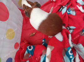 Guineapig