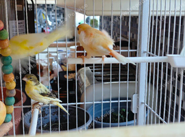 9 canaries for sale