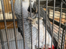 African gray