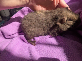 Teddy guinea pig boars available soon