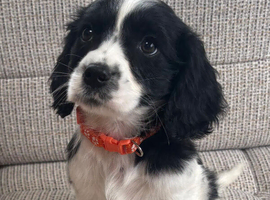 Cavalier x cavapoo puppies fully vaccinated