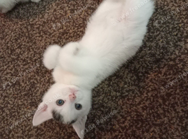5 gorgeous Kittens for sale