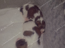 SHIH-TZU
