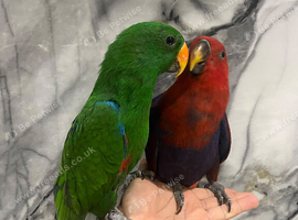 Friendly Baby HandReared Super Tame Cuddly Eclectus Parrot,25