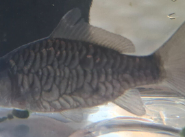 Common and mirror carp