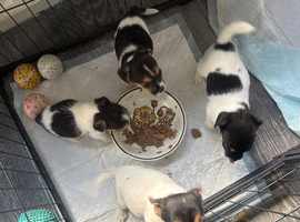Jack Russell x Shih Tzu