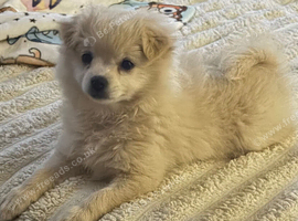 Pomchi Girl