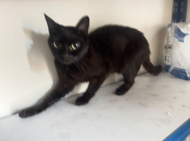 kitten black 7 months