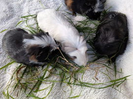 Male Baby Guinea pigs for sale