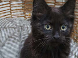 Maine coon cross ragdoll kittens