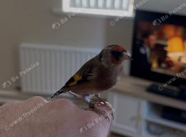 Goldfinch hand tame