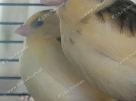 X4 Canaries 7 weeks old stunning colours &pound;30 each