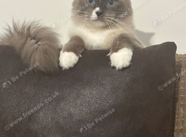 Loving 3 yo Male Ragdoll