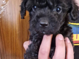 Cavapoo girl