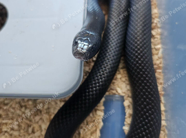 Various types of king snakes
