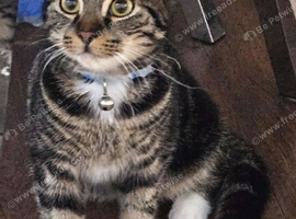 Male tabby