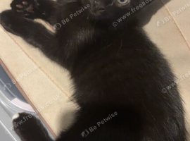 Kitten