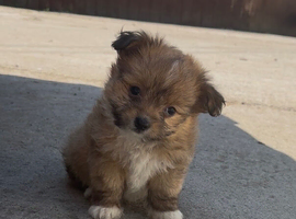 pomchi puppies.