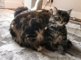STUNNING MIX KITTENS SEEKING FOREVER HOMES