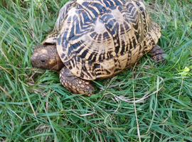 ADULT FEMALE INDIAN STAR TORTOISE PROVEN BREEDER
