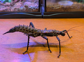 Stick Insects - Eurycantha horrida & Necroscia annulipes