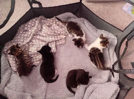2 kittens for sale