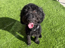 Cockapoo 10 months old