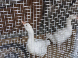 2 x  6 week old goslings