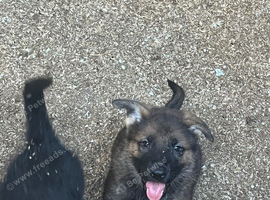 Big beautiful German shepherd puppies