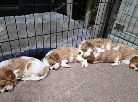Cavalier King Charles Spaniel Pup's