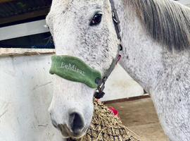 16.2 Lusitano x TB