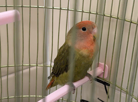 Love bird