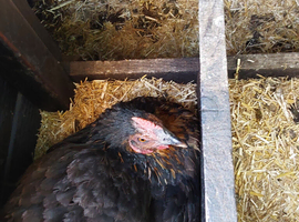 Chicken