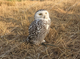 1yeae old female