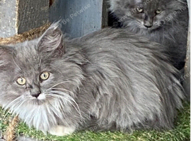 Blue & White Maine Coon
