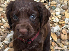Cocker Spaniel Puppies