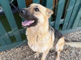 beautiful boy german shepard pup