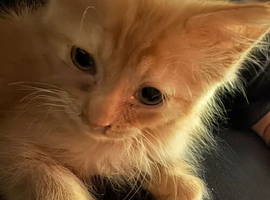 Ragdoll Shpynx cross kittens ginger and white and ginger