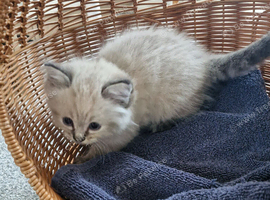 Beautiful ragdoll kittens