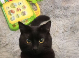 Black male